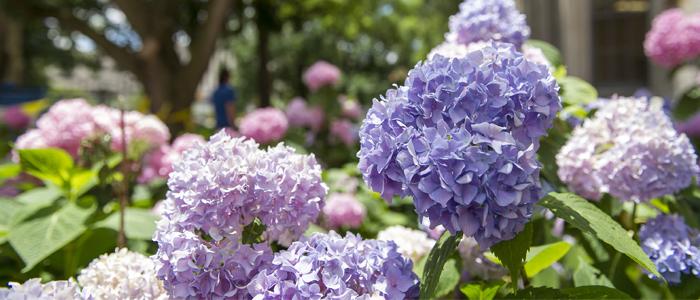 Flowers bloom in front of the Cathedral of Learning.